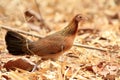 Red jungle fowl