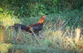 red jungle fowl on paddy field Royalty Free Stock Photo