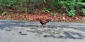 Red jungle fowl rooster