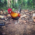 Red jungle fowl rooster in a secondary rainforest