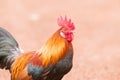 Red jungle fowl Royalty Free Stock Photo