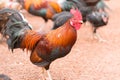 Red jungle fowl Royalty Free Stock Photo