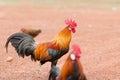 Red jungle fowl Royalty Free Stock Photo