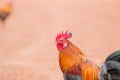 Red jungle fowl Royalty Free Stock Photo