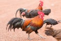 Red jungle fowl Royalty Free Stock Photo