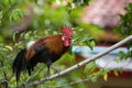 Red jungle fowl walking on tree branch Royalty Free Stock Photo