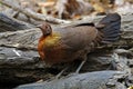 Red junglefowl Gallus gallus Beautiful Female Birds of Thailand Royalty Free Stock Photo