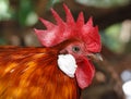 Red junglefowl Gallus gallus Royalty Free Stock Photo