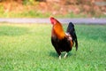 Red junglefowl (Gallus gallus) the domestic chicken standing on green grass with yellow sunlight.