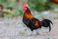 Red junglefowl (Gallus gallus)