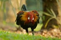 Red Junglefowl - Gallus gallus tropical bird in the family Phasianidae. It is the primary progenitor of the domestic chicken