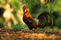 Red Junglefowl - Gallus gallus tropical bird in the family Phasianidae. It is the primary progenitor of the domestic chicken