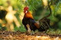 Red Junglefowl - Gallus gallus tropical bird in the family Phasianidae. It is the primary progenitor of the domestic chicken