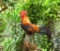 Red Junglefowl - Gallus gallus tropical bird Phasianidae. It is the primary progenitor of the domestic chicken