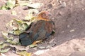 Red junglefowl