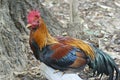 A Red Junglefowl, Gallus gallus, on a Log