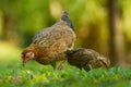 Red Junglefowl - Gallus gallus  tropical bird in the family Phasianidae. It is the primary progenitor of the domestic chicken Royalty Free Stock Photo