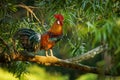 Red Junglefowl - Gallus gallus tropical bird in the family Phasianidae. It is the primary progenitor of the domestic chicken