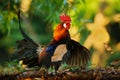 Red Junglefowl - Gallus gallus tropical bird in the family Phasianidae. It is the primary progenitor of the domestic chicken