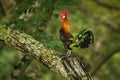 Red Junglefowl - Gallus gallus  tropical bird in the family Phasianidae. It is the primary progenitor of the domestic chicken Royalty Free Stock Photo