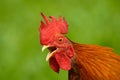 Red Junglefowl - Gallus gallus tropical bird in the family Phasianidae. It is the primary progenitor of the domestic chicken