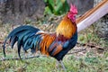 Red junglefowl