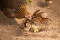 Red junglefowl mother heath tutoring children eat seeds.