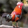 Red Junglefowl