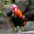 Red Junglefowl