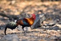 Red junglefowl, a tropical bird in the family Phasianidae.