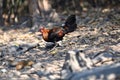 Red junglefowl, a tropical bird in the family Phasianidae.