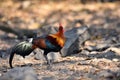 red junglefowl, a tropical bird in the family Phasianidae.