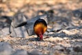 Red junglefowl, a tropical bird in the family Phasianidae.