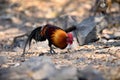 Red junglefowl, a tropical bird in the family Phasianidae.