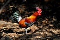 Red junglefowl Royalty Free Stock Photo