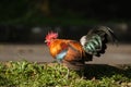 Red junglefowl is walking on a ground