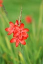 Red Kaffir Lily Royalty Free Stock Photo