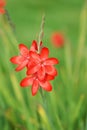 Red Kaffir Lily