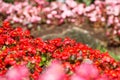 Red Kalanchoe blossfeldiana is bokeh flowers background(Selective focus)