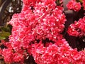 Red kalanchoe blossfeldiana flowers