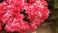 Red kalanchoe blossfeldiana flowers