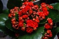 Red kalanchoe flower close up