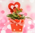 Red Kalanchoe flowers with red heart shape in a red flower ceramic pot with bow, pink bokeh background, close up Royalty Free Stock Photo