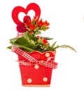 Red Kalanchoe flowers with red heart shape in a red flower ceramic pot with bow, white background, close up Royalty Free Stock Photo