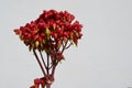 Red kalanchoe porphyrocalyx