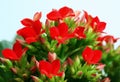 Red kalanchoes Royalty Free Stock Photo