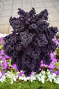 Red kale blooming in the garden late in Iceland. Royalty Free Stock Photo
