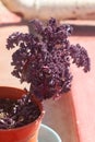 Red kale in a pot in urban garden Royalty Free Stock Photo