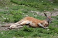 Red kangaroo Royalty Free Stock Photo