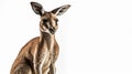 Red kangaroo against white background. Generative AI Royalty Free Stock Photo